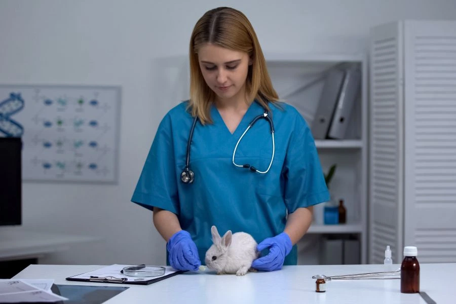 Vet checking bunny